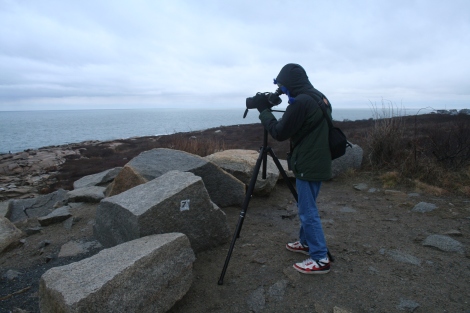 Scoping for alcids at Halibut Point SP, MA, December 2012